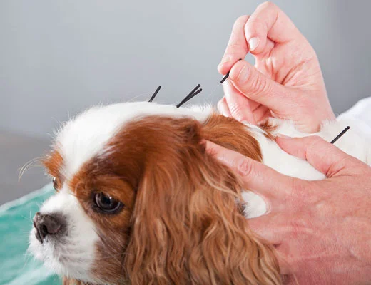 tratamento veterinário para animais sem dor