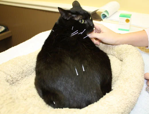 tratamento veterinário para animais sem dor