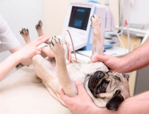 cirurgia veterinária de emergência