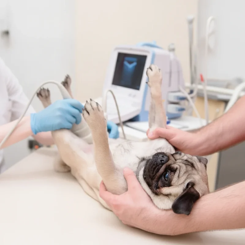 cirurgia para torção de estômago em cachorro
